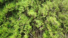 Pogonatherum paniceum