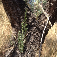 Juniperus deppeana deppeana