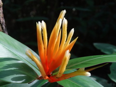 Heliconia longiflora