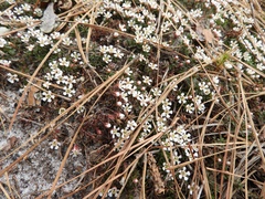 Pyxidanthera barbulata