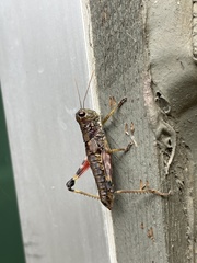 Dendrotettix quercus