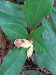Costus allenii