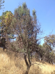Juniperus deppeana deppeana