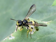 Cerceris quadricincta