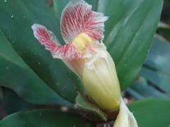 Costus allenii