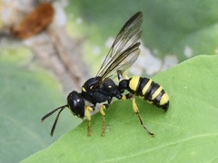 Cerceris quadricincta