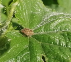 Dolycoris
