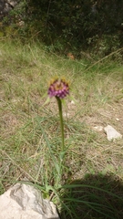 Tragopogon crocifolius