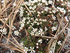Pyxidanthera barbulata