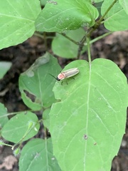 Photinus marginellus