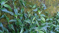 Ichnanthus pallens
