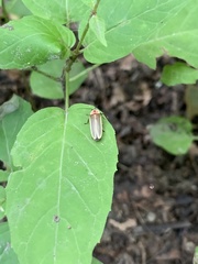 Photinus marginellus