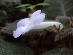 Episcia lilacina