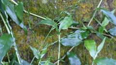 Ichnanthus pallens