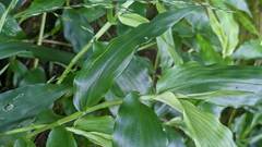 Ichnanthus pallens