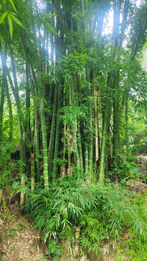 Dendrocalamus barbatus (Dendrocalamus barbatus)