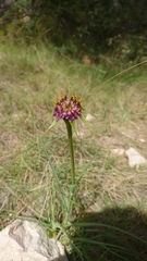 Tragopogon crocifolius