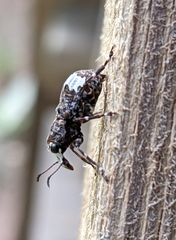 Tropiderini