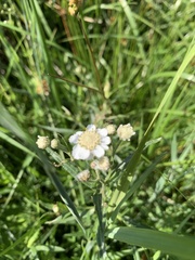 Achillea ptarmica
