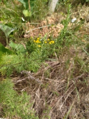 Artemisia abrotanum