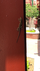 Anolis carolinensis