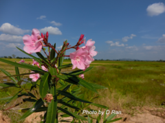 Nerium oleander