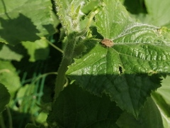 Dolycoris
