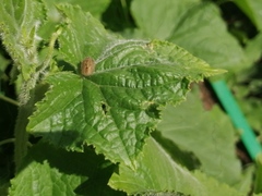Dolycoris