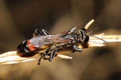 Prionyx lividocinctus