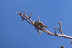 Conirostrum tamarugense