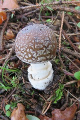 Amanita pantherina