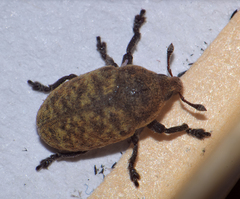 Larinus obtusus
