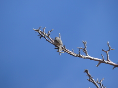 Conirostrum tamarugense