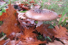 Amanita pantherina