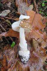 Amanita pantherina