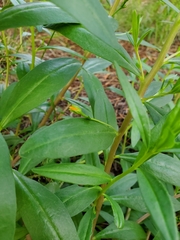 Talinum aurantiacum