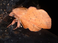 Phyllodesma joannisi