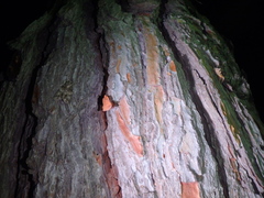 Phyllodesma joannisi