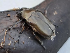 Pseudotorynorrhina japonica