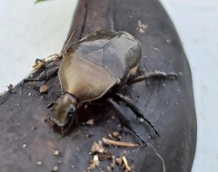 Pseudotorynorrhina japonica