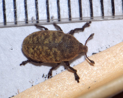 Larinus obtusus