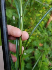 Carex trichocarpa
