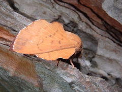 Phyllodesma joannisi