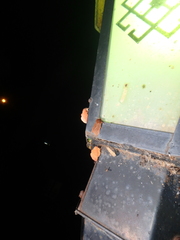 Phyllodesma joannisi