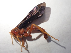 Trogus