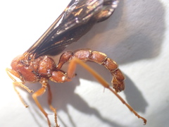 Trogus