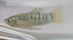 Poecilia melanonotata