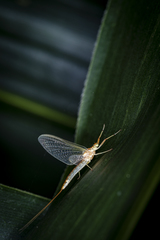 Potamanthus luteus