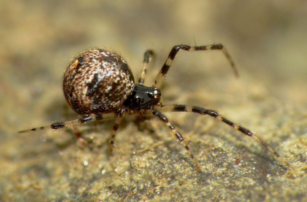 Cryptachaea blattea (Checklist of Spiders of San Diego County ...