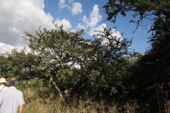 Vachellia robusta robusta